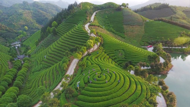 众库团采:茶行业库存压力剧增,茶叶经销商如何实现“零库存”经营